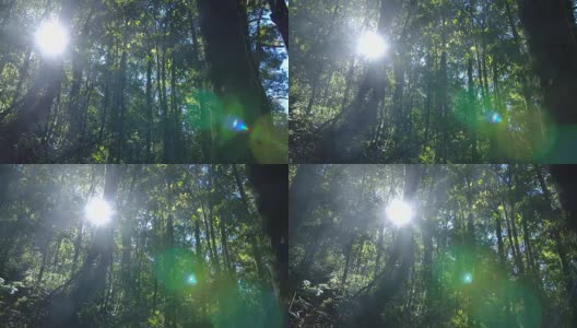 淘金:泰国茂密的热带森林中的日出高清在线视频素材下载