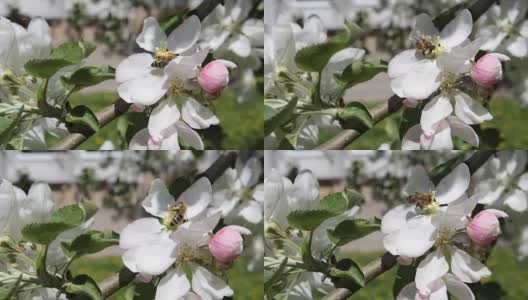 The bee pollinates the flowers of the apple tree.高清在线视频素材下载