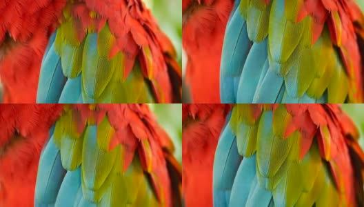 近距离观察红亚马逊猩红色金刚鹦鹉或澳门，在热带丛林森林。丰富多彩的鸟类画像高清在线视频素材下载