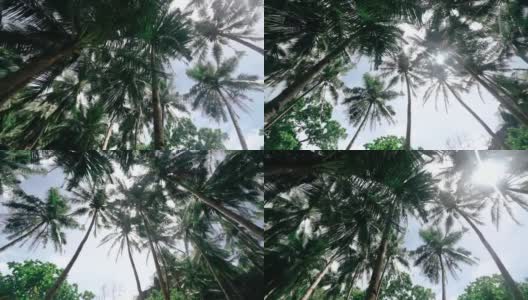 天空下的椰子树高清在线视频素材下载
