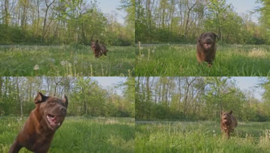 一只在蒲公英草丛中奔跑的拉布拉多犬高清在线视频素材下载