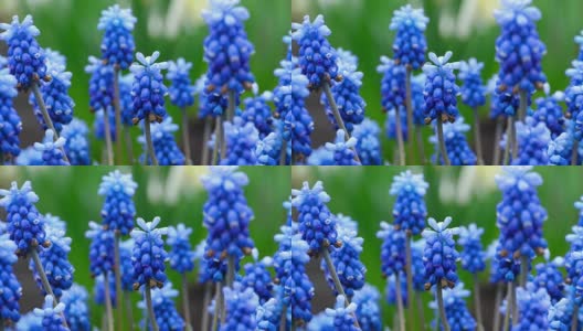 蓝色的花与雨滴麝香高清在线视频素材下载