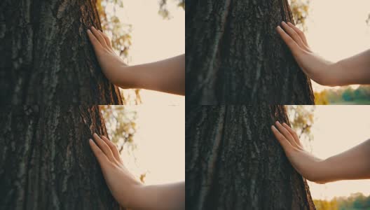 手触摸树的特写高清在线视频素材下载