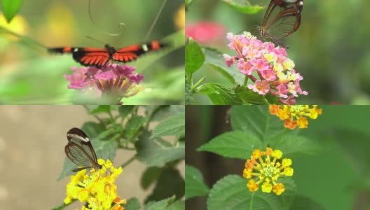 蝴蝶起飞和进食的短视频高清在线视频素材下载
