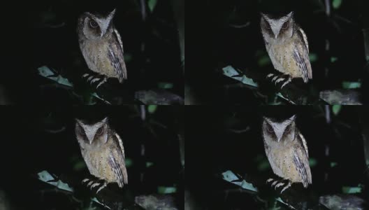 夜行鸟:白冠猫头鹰高清在线视频素材下载