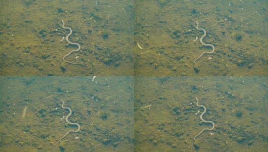 蛇浮在水面下。高清在线视频素材下载