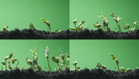 植物茎部时间流逝绿屏背景高清在线视频素材下载