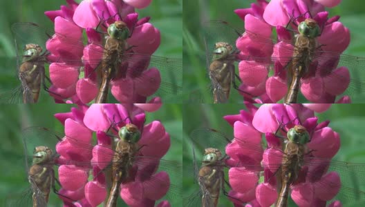 两只蜻蜓在粉红色羽扇豆上高清在线视频素材下载