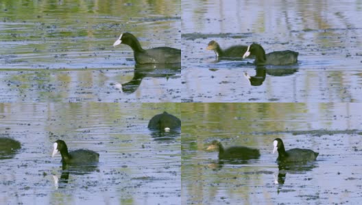一只白骨顶鸟在湖里游泳，寻找可食用的藻类，吃藻类并喂养它的雏鸟。高清在线视频素材下载