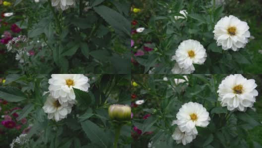 花园里开着白色的大花高清在线视频素材下载