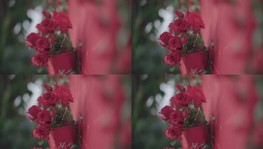 红色玫瑰和红色花卉背景，情人主题，情人浪漫时刻，婚礼当天，幸福快乐，祝福，绿叶，森林树，在关系，约会约会，二月高清在线视频素材下载