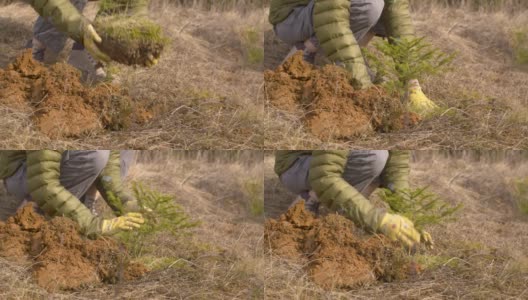 年轻女子种植冷杉树高清在线视频素材下载