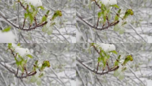 一场突如其来的春雪覆盖了所有的树木，雪覆盖了弗吉尼亚李的花朵和嫩叶高清在线视频素材下载