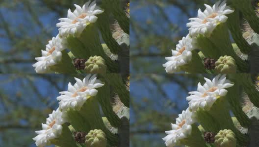 亚利桑那州的仙人掌上的花的特写高清在线视频素材下载