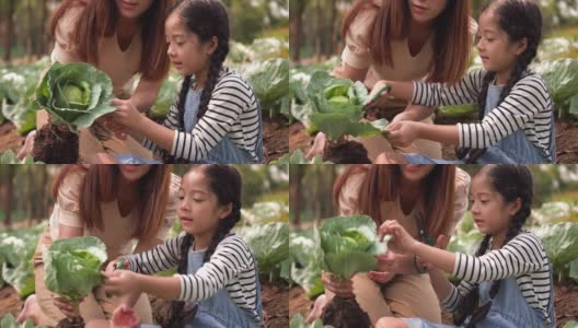 大头图:亚洲家庭收获蔬菜花园，母亲教女儿做有机植物。一个母亲和她的孩子采摘新鲜的蔬菜为健康的饮食在一个温暖的夏末早晨，简单的生活与快乐和微笑。高清在线视频素材下载