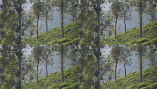 在一个雾天，印度芒纳的茶园山景高清在线视频素材下载