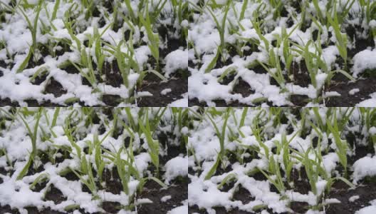 绿油油的草地上覆盖着一层雪，在春季降雪期间特写。高清在线视频素材下载