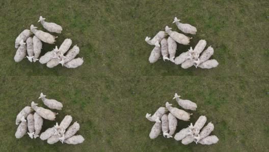 从高角度看牧场上的羊群高清在线视频素材下载