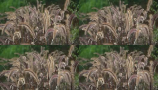 晒干的草，晒干的植物秸秆高清在线视频素材下载