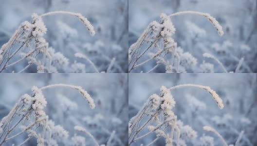 在空地上，覆盖着霜冻的草的树枝紧紧地向下弯曲高清在线视频素材下载