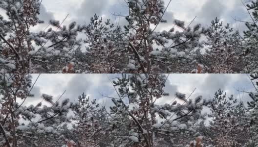 雪花落在冷杉树枝上。雪从森林里的松树树枝上落下。圣诞假期冬季背景高清在线视频素材下载