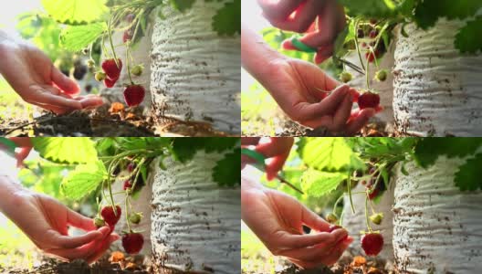 园丁在花园里摘草莓。农民在收获季节提供新鲜的有机水果。高清在线视频素材下载