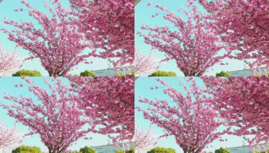蓝色的天空下，城市街道上盛开着粉红色的樱花高清在线视频素材下载