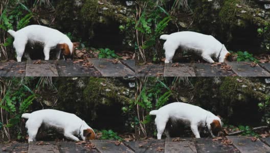 森林里有趣的小狗杰克罗素梗，4千块高清在线视频素材下载