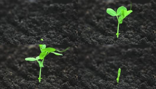 温室农业中豌豆种子的萌发高清在线视频素材下载