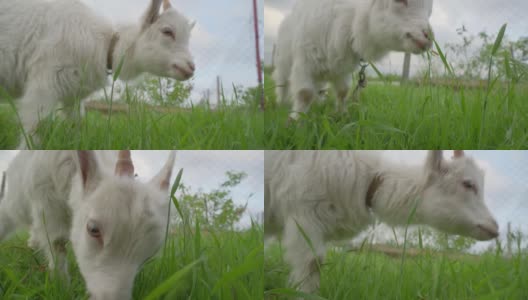白色山羊啃绿草的特写镜头。牲畜饲养。高清在线视频素材下载