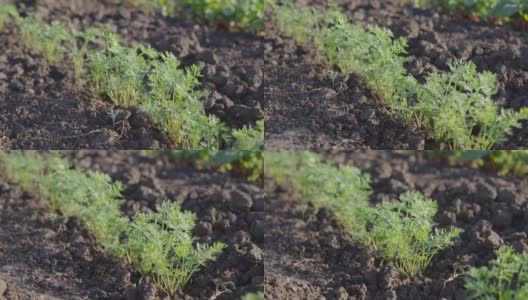 在菜园的苗床上种小胡萝卜，种蔬菜，务农的理念高清在线视频素材下载