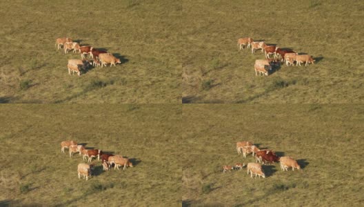 一群带着小牛的母牛在草地上吃草高清在线视频素材下载