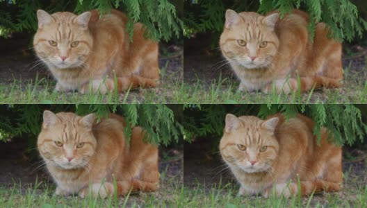 夏天，红猫躺在花园里休息。外面的猫玩。在阳光下高清在线视频素材下载