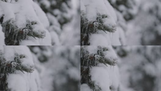 冬天的一天，公园里美丽茂盛的圣诞树树枝上挂满了雪花高清在线视频素材下载