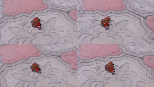 美丽的五彩缤纷的蝴蝶高清在线视频素材下载