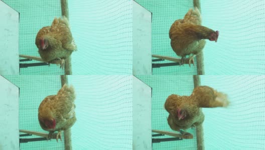 谷仓里的单身母鸡在移动时，站在她的蛋的前面高清在线视频素材下载