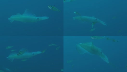巨人bigfin鱿鱼高清在线视频素材下载