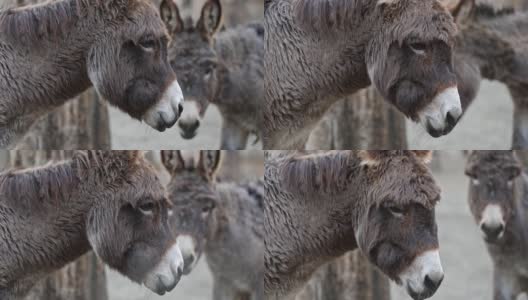 肖像的一个老驴与其他动物在一个农场的篱笆和灰毛高清在线视频素材下载