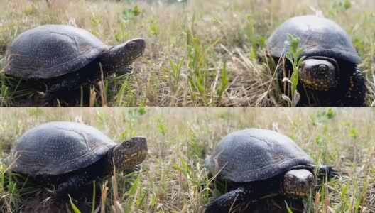 欧洲池塘龟的细节(Emys轮轴龟)或欧洲池塘龟在草高清在线视频素材下载