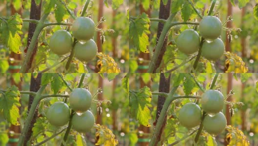 西红柿，花园里的绿西红柿。浇水的西红柿高清在线视频素材下载