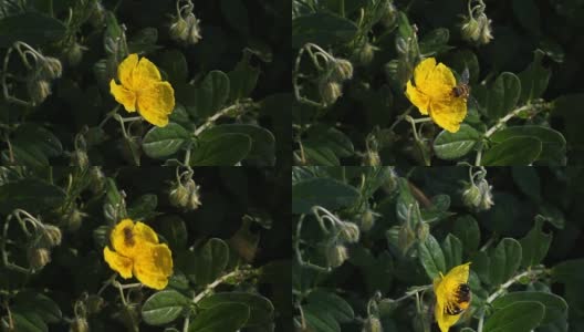 蜜蜂在黄花上采集花蜜。高清在线视频素材下载