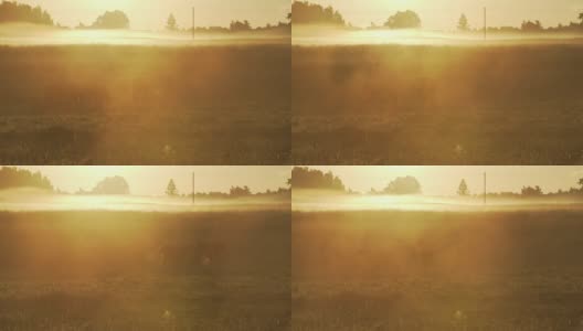 日出时在雾蒙蒙的牧场上吃草的马高清在线视频素材下载