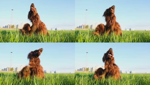 日落时，狗渴望坐在草地上。有趣的宠物喜欢伸出舌头，慢动作高清在线视频素材下载