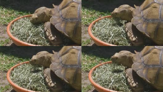 吃草的非洲大龟高清在线视频素材下载