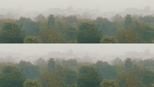 非常强的热带阵雨墙。棕榈树和雨水中的树木高清在线视频素材下载