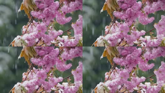 雪落在紫色的花朵上高清在线视频素材下载
