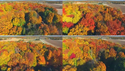 令人惊叹的，五颜六色的秋树在日出高清在线视频素材下载