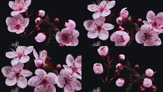 粉红色的樱花盛开-樱花高清在线视频素材下载