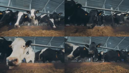 牛在牛棚里吃草高清在线视频素材下载