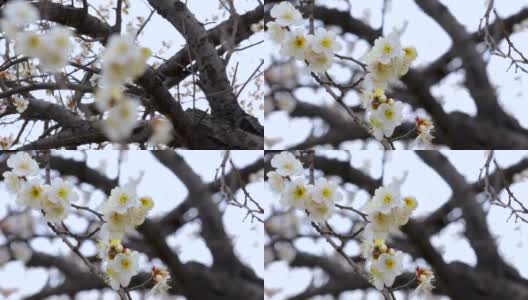 冬天，早春，梅花，开花，白梅高清在线视频素材下载